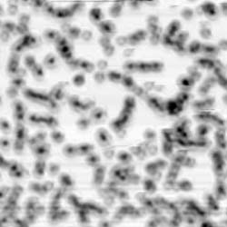 MCL-NSOM image of 500nm diameter polystyrene beads