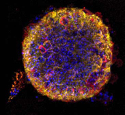 Confocal image of pancreatic islet cell.